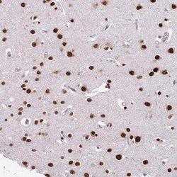 MFSD12 Antibody, Novus Biologicals:Antibodies:Primary Antibodies