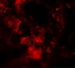 MFSD2 Antibody - BSA Free, Novus Biologicals 0.1 mg; Unconjugated:Antibodies,