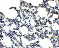 MFSD2 Antibody - BSA Free, Novus Biologicals 0.1 mg; Unconjugated:Antibodies,