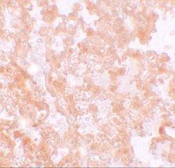 MFSD2 Antibody - BSA Free, Novus Biologicals 0.1 mg; Unconjugated:Antibodies,