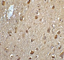 MFSD2 Antibody - BSA Free, Novus Biologicals 0.1 mg; Unconjugated:Antibodies,