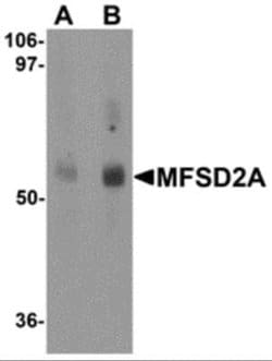 MFSD2 Antibody - BSA Free, Novus Biologicals 0.1 mg; Unconjugated:Antibodies,