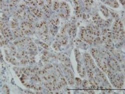 MGAT4A Antibody (4H4), Novus Biologicals 0.1 mg, Unconjugated:Antibodies,