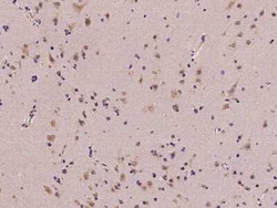 MGAT4A Antibody, Novus Biologicals 100 &mu;g, Unconjugated:Antibodies,