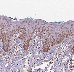 MGC4618 Antibody, Novus Biologicals:Antibodies:Primary Antibodies