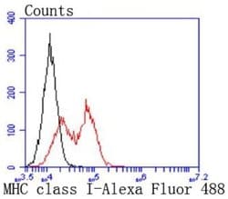 MHC Class I Antibody (JF10-38), Novus Biologicals 100&mu;L:Antibodies,