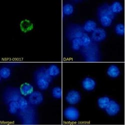 MHC Class I Antibody (R1-21.2) - Chimeric - Azide and BSA Free, Novus Biologicals:Antibodies:Primary