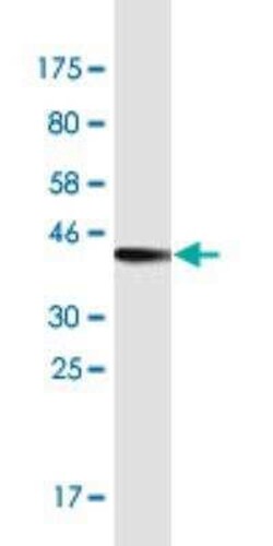 MIA2 Antibody (2B9), Novus Biologicals 100 &mu;g | Buy Online | Novus Biologicals | Fisher Scientific