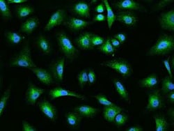 MIA3 Antibody, Novus Biologicals 50 &mu;g, Unconjugated:Antibodies, Polyclonal