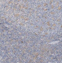 MICAL1 Antibody, Novus Biologicals 0.1 mL; Unconjugated:Antibodies, Polyclonal