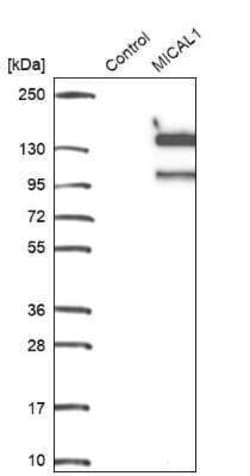 MICAL1 Antibody, Novus Biologicals 0.1 mL; Unconjugated:Antibodies, Polyclonal