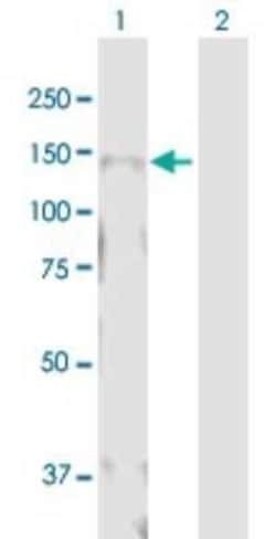 MICALL1 Antibody, Novus Biologicals 0.05 mg; Unconjugated:Antibodies, Polyclonal