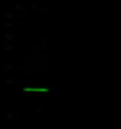 MID1IP1 Rabbit anti-Human, Clone: 5, Novus Biologicals 100 &mu;g; Unconjugated:Antibodies,