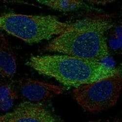 MIG2/Kindlin-2 Rabbit anti-Human, Polyclonal, Novus Biologicals 25 &mu;g;