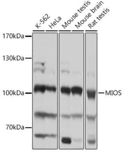 MIOS Antibody - Azide and BSA Free, Novus Biologicals 0.1 mL; Unconjugated:Antibodies,
