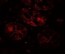 MIST1 Antibody - BSA Free, Novus Biologicals 0.1 mg | Buy Online | Novus Biologicals | Fisher Scientific