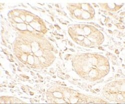 MIST1 Antibody - BSA Free, Novus Biologicals 0.1 mg | Buy Online | Novus Biologicals | Fisher Scientific