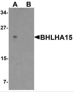 MIST1 Antibody - BSA Free, Novus Biologicals 0.1 mg | Buy Online | Novus Biologicals | Fisher Scientific