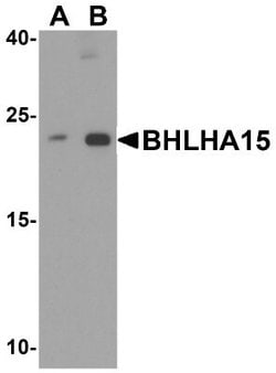 MIST1 Antibody - BSA Free, Novus Biologicals 0.1 mg; Unconjugated:Antibodies,