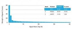 MITF Mouse anti-Human, Clone: PCRP-MITF-1D9, Novus Biologicals:Antibodies:Primary