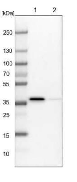 MKK6/MEK6 Antibody, Novus Biologicals:Antibodies:Primary Antibodies