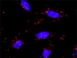 MKK7/MEK7 Antibody (2G5), Novus Biologicals 0.1 mg | Buy Online | Novus Biologicals | Fisher Scientific