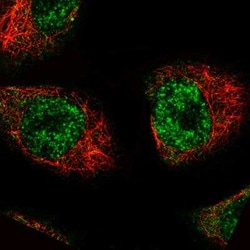 MKL2 Antibody (CL1546), Novus Biologicals:Antibodies:Primary Antibodies