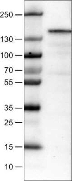 MKL2 Antibody (CL1546), Novus Biologicals 0.1 mL, Unconjugated:Antibodies,