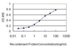 MKP-3/DUSP6 Antibody (3G2), Novus Biologicals 0.1 mg | Buy Online | Novus Biologicals | Fisher Scientific