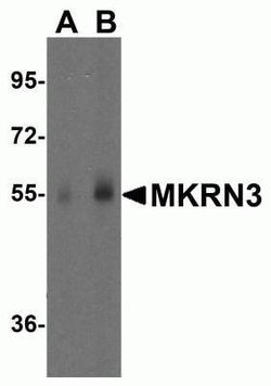 MKRN3 Antibody - BSA Free, Novus Biologicals 0.1 mg; Unconjugated:Antibodies,