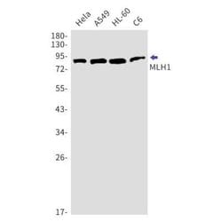 MLH1 Rabbit anti-Human, Clone: S07-5D3, Novus Biologicals:Antibodies:Primary