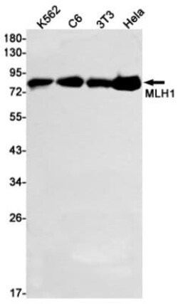 MLH1 Antibody (S02-2E8), Novus Biologicals 100 &mu;g; Unconjugated:Antibodies,