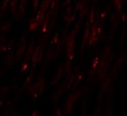 MLIP Antibody - BSA Free, Novus Biologicals 0.1 mg | Buy Online | Novus Biologicals | Fisher Scientific