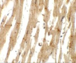 MLIP Antibody - BSA Free, Novus Biologicals 0.1 mg | Buy Online | Novus Biologicals | Fisher Scientific
