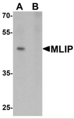 MLIP Antibody - BSA Free, Novus Biologicals 0.1 mg | Buy Online | Novus Biologicals | Fisher Scientific