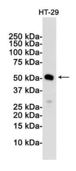 MLKL Rabbit anti-Human, Clone: S07-5G9, Novus Biologicals 100 &mu;g | Buy Online | Novus Biologicals | Fisher Scientific