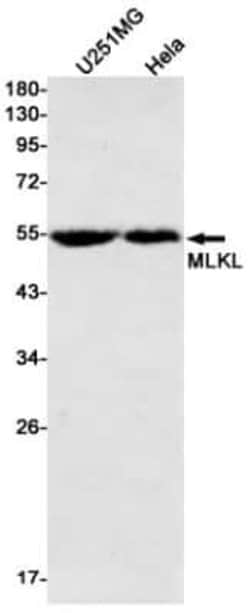 MLKL Rabbit anti-Human, Clone: S07-5G9, Novus Biologicals 100 &mu;g | Buy Online | Novus Biologicals | Fisher Scientific