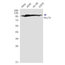 MLLT6 Antibody (S03-6F4), Novus Biologicals 100 &mu;g; Unconjugated:Antibodies,