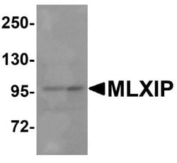 MLXIP Antibody - BSA Free, Novus Biologicals 0.1 mg; Unconjugated:Antibodies,