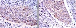 MMP-1 Antibody (6A5) - Azide and BSA Free, Novus Biologicals 0.1 mL; Unconjugated:Antibodies,