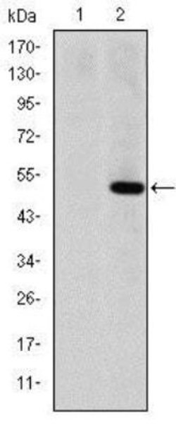 MMP-1 Antibody (6A5) - Azide and BSA Free, Novus Biologicals 0.1 mL; Unconjugated:Antibodies,