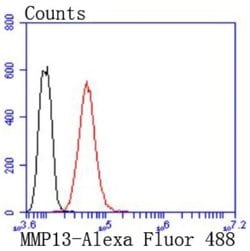 MMP-13 Rabbit anti-Human, Clone: JF0893, Novus Biologicals 100&mu;L:Antibodies,