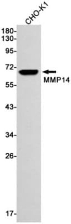 MMP-14/MT1-MMP Antibody (S05-6H5), Novus Biologicals 100 &mu;g; Unconjugated:Antibodies,
