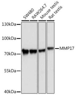 MMP-17 Antibody - Azide and BSA Free, Novus Biologicals 0.1 mL; Unconjugated:Antibodies,
