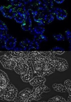 MMP-2 Antibody (2C1) - (Pro and Active) - Azide and BSA Free, Novus Biologicals