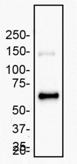 MMP-2 Antibody (2C1) - (Pro and Active) - Azide and BSA Free, Novus Biologicals