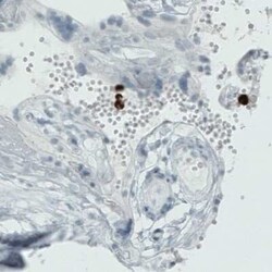 MMP-9 Antibody (CL0538), Novus Biologicals 25 &mu;L, Unconjugated:Antibodies,