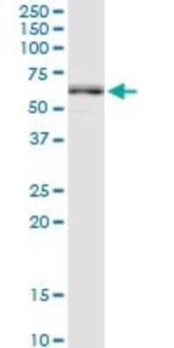 MMP20 Antibody, Novus Biologicals 0.1 mg | Buy Online | Novus Biologicals | Fisher Scientific