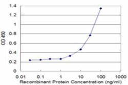 MMP23B Antibody (1D8), Novus Biologicals 0.1 mg; Unconjugated:Antibodies,