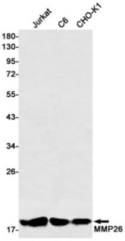 MMP26 Antibody (S01-7A4), Novus Biologicals 50 &mu;g; Unconjugated:Antibodies,